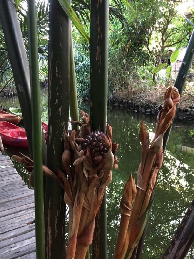 מלון Bang Chak Baan Glangsuan Bang Kobua מראה חיצוני תמונה